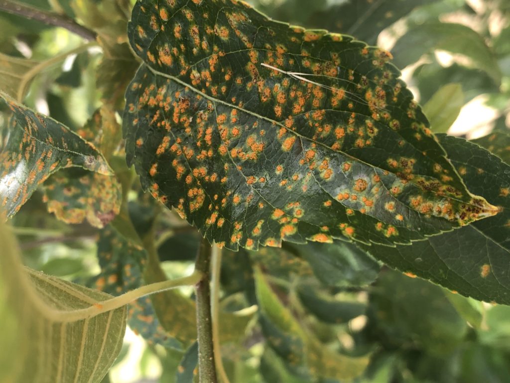 Rust on Apple Leaf