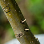Sawdust from ambrosia beetle mining in apple tree