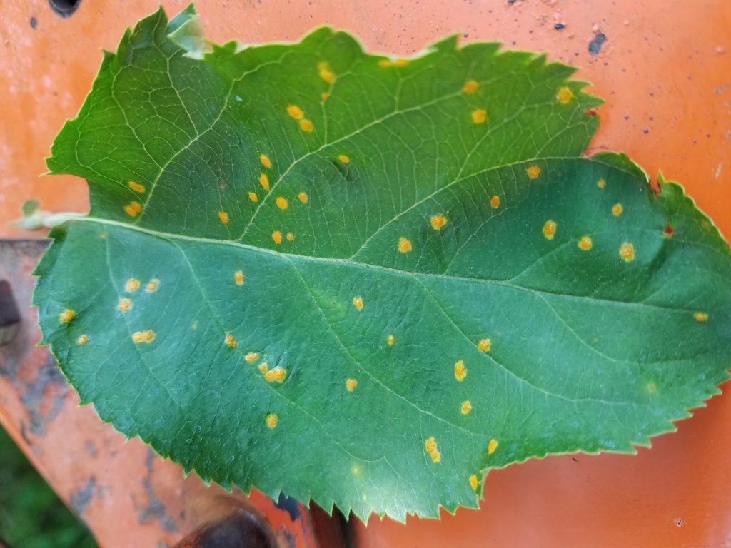 Cedar apple rust