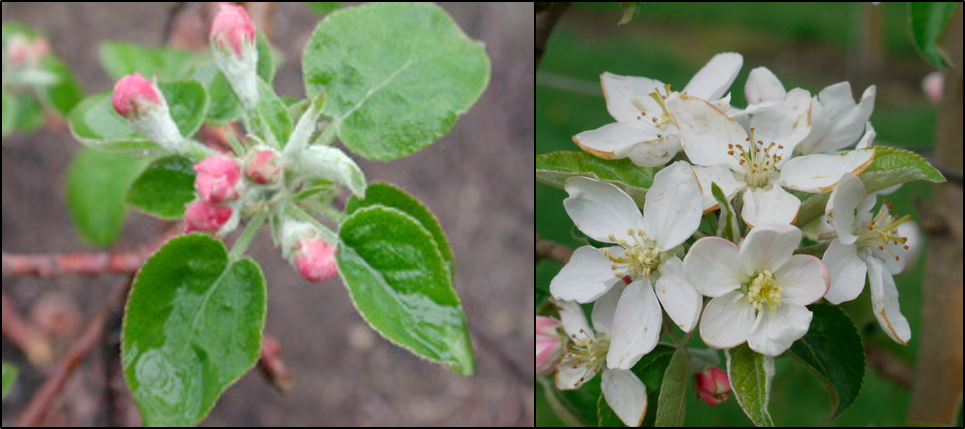 2020 Apple Disease Update: Pink Bud and Bloom | NC State Extension