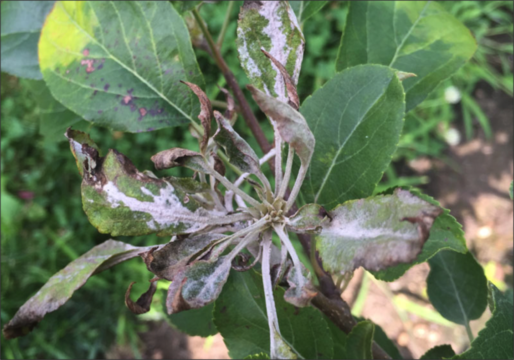 Primary Powdery Mildew on Apple