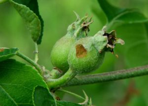 apple with green fruitworm damage