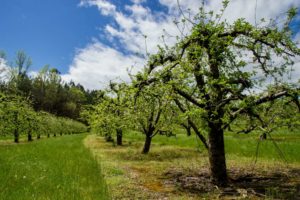 Apple orchard