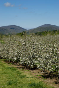 apple orchard