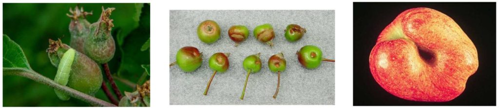 Pictures of green fruitworm damage. Fresh feeding on apple, older feeding scars on fruit, damaged fruit at harvest.