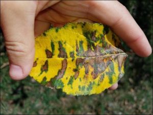 Glomerella leaf spot photo