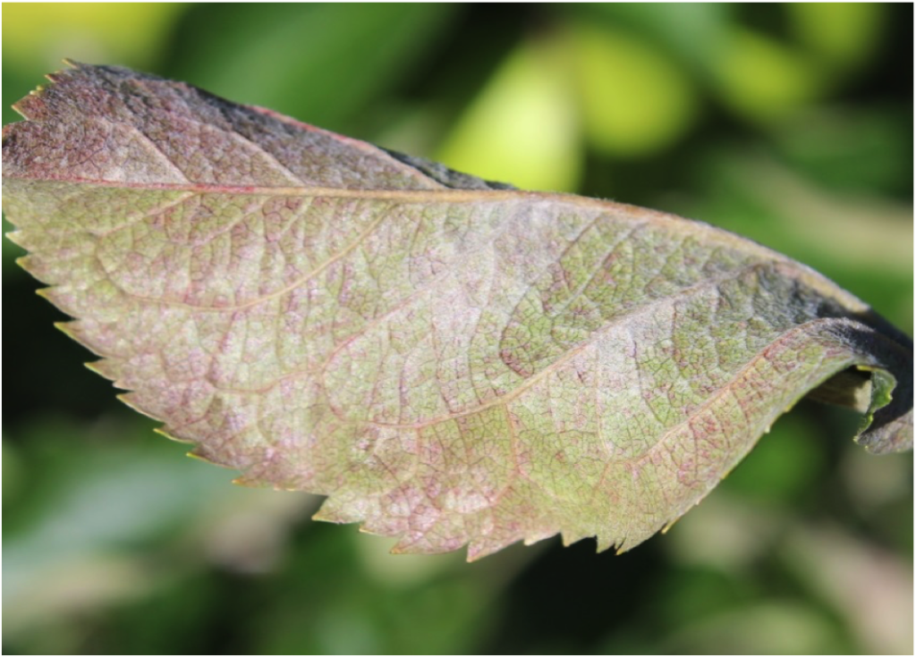 Powdery mildew on leaf