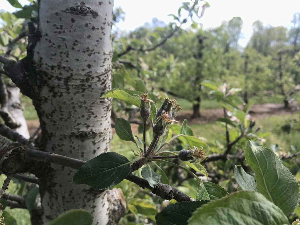 Apple tree