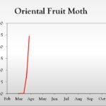 Oriental fruit moth chart