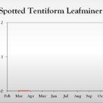 Spotted tentiform leafminer chart