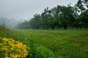 Ragwort flowers beside apple orchardrd