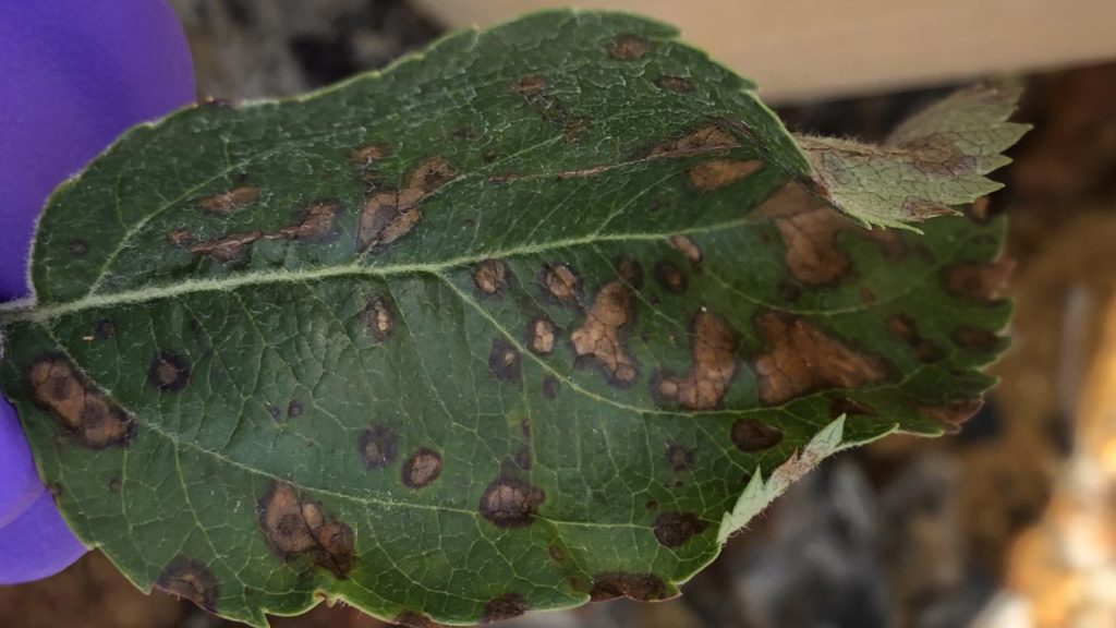 Frogeye leafspot on evercrisp