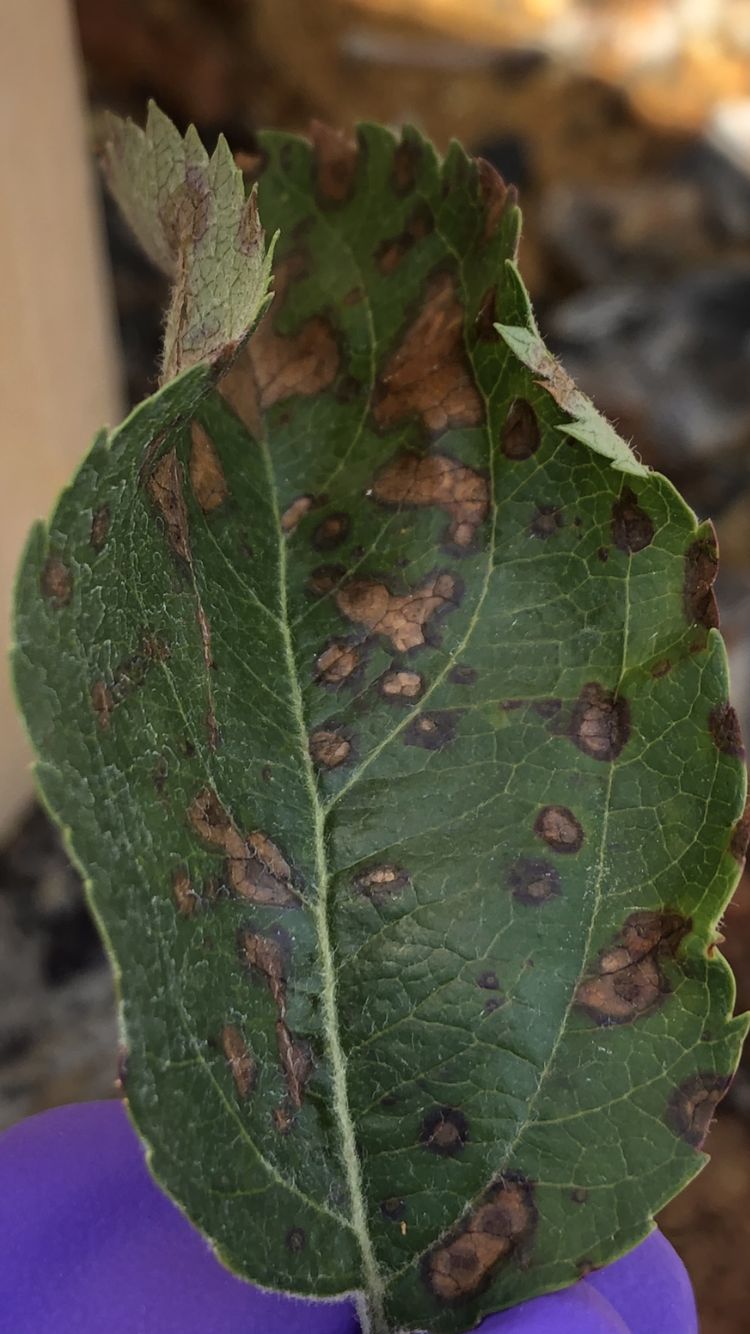 Apple Disease Update: May 14, 2020 | NC State Extension