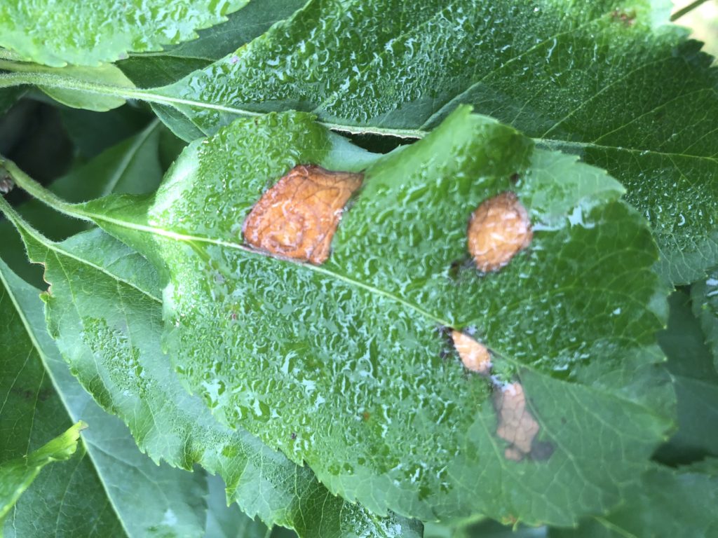 Glomerella Leaf Spot