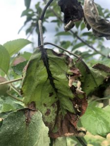 fire blight on leaf