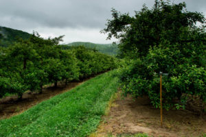 Apple orchard