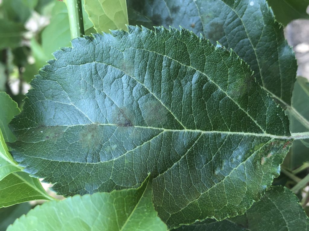 leaf with scab lesions