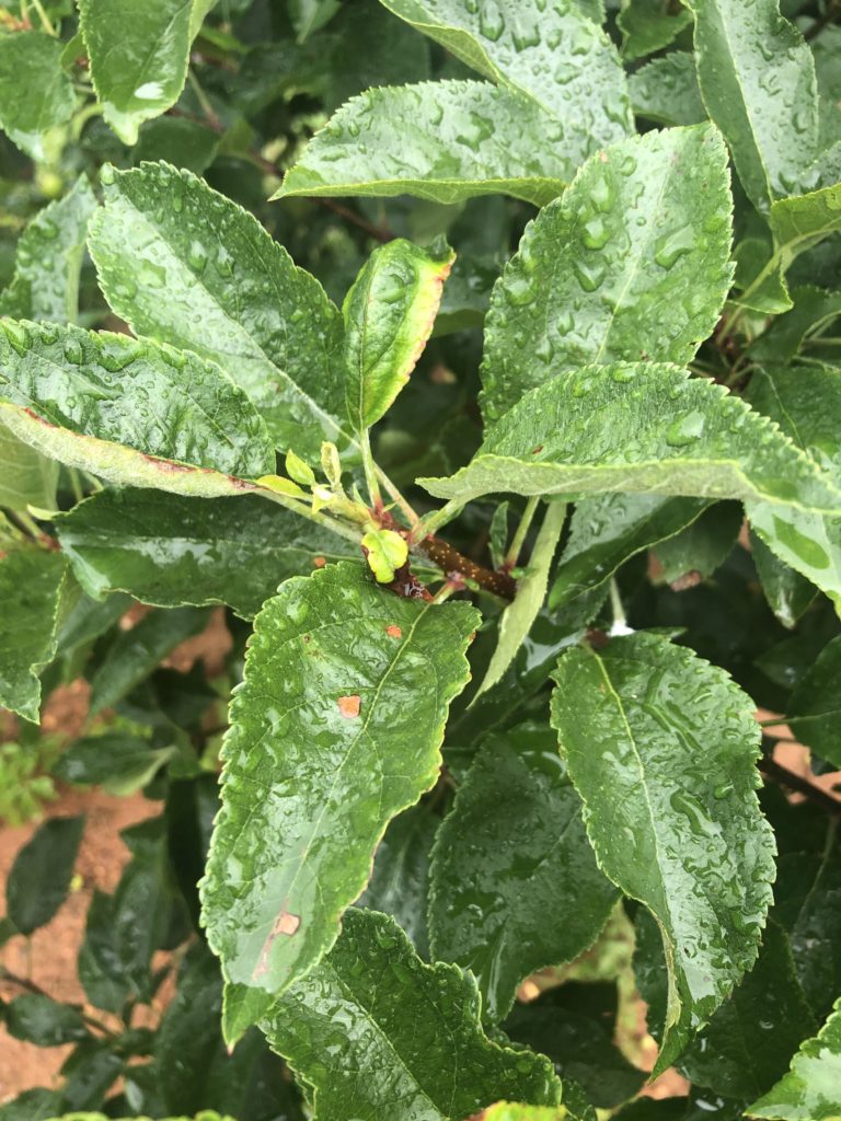 Glomerella leaf spot on 'Gala'