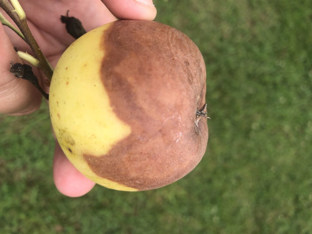 Black Rot on Apple