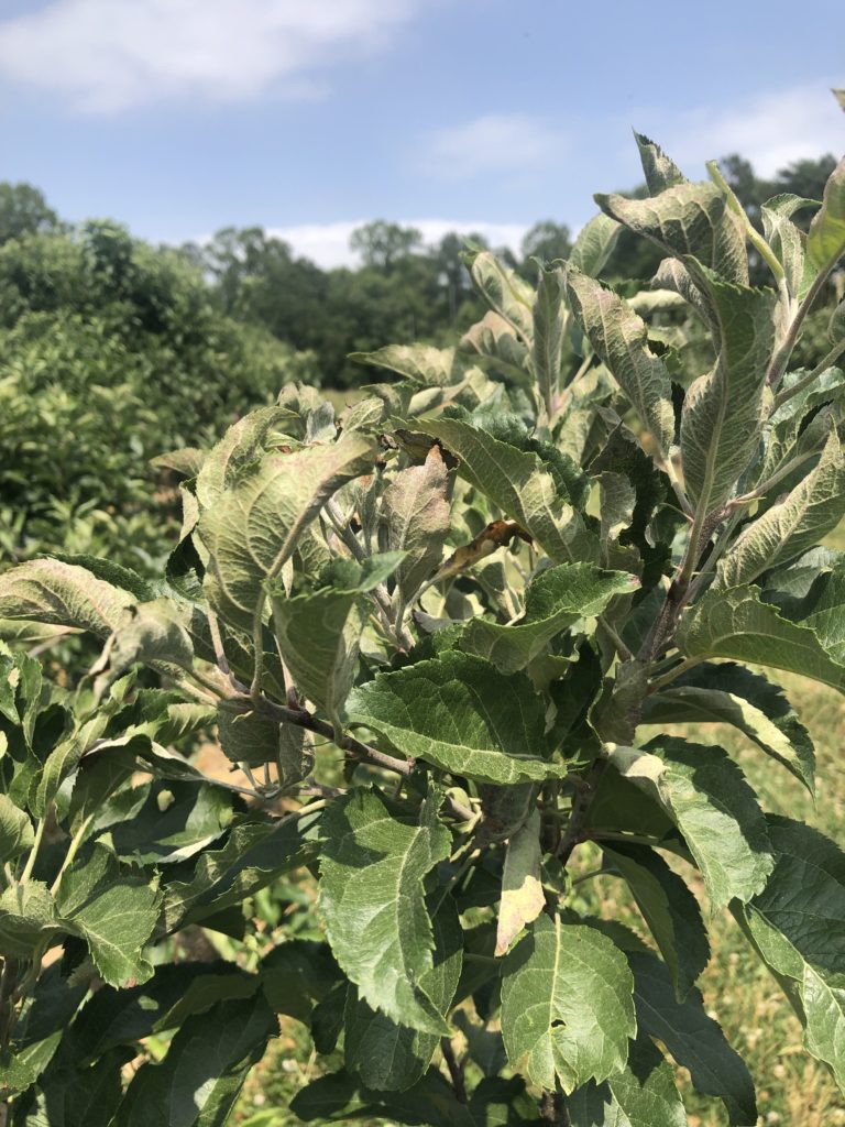 Powdery Mildew on Apple