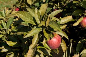 Apple leaves showing bronzing from European red mite feeding
