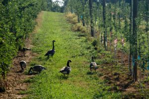 Canada geese in apple orchard