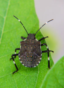 Brown marmorated stink bug nymph