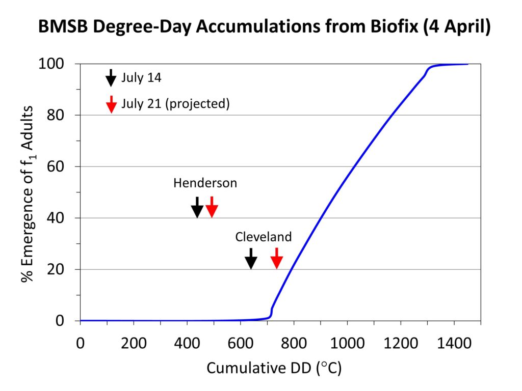 Figure of brown marmorated stink bug development