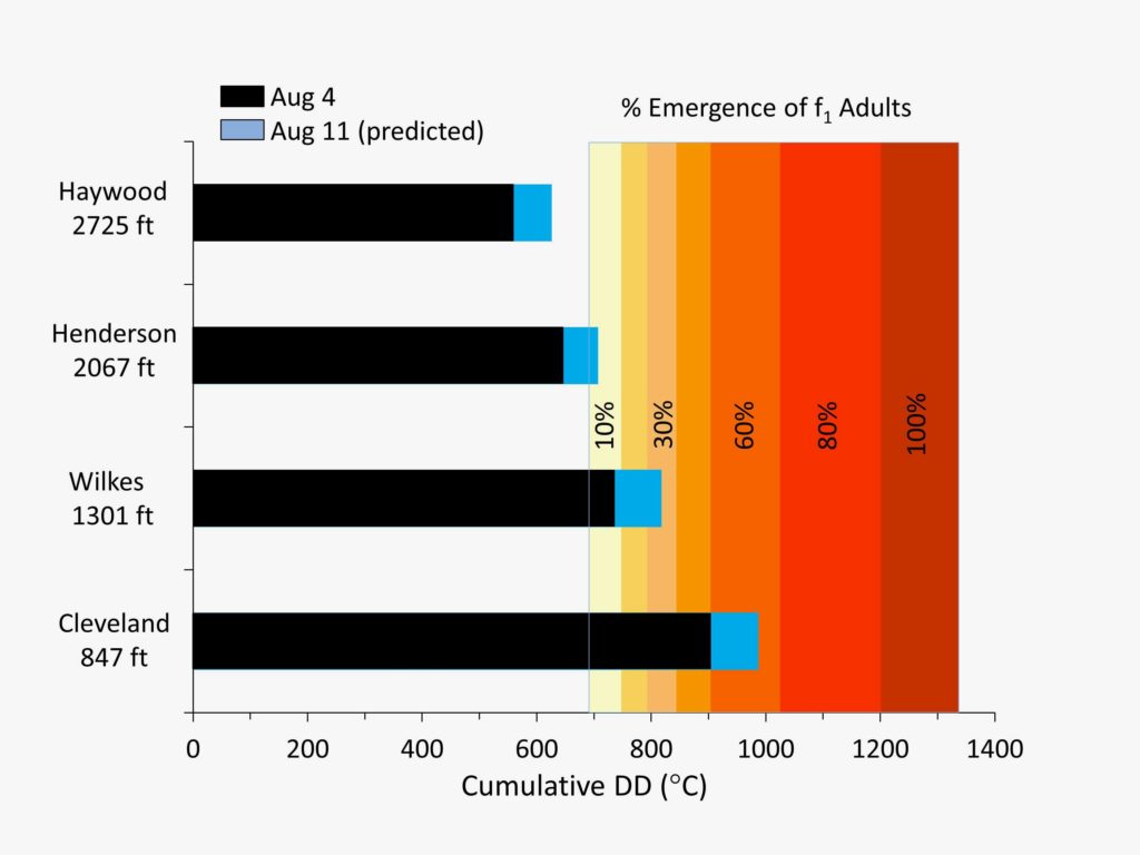 Graph of forecasted emergence for brown marmorated stink bug.