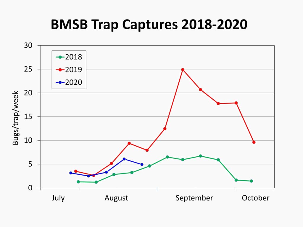 Chart showing brown marmorated stink bug trap captures over the last three years