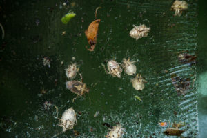 Brown marmorated stink bugs on trap