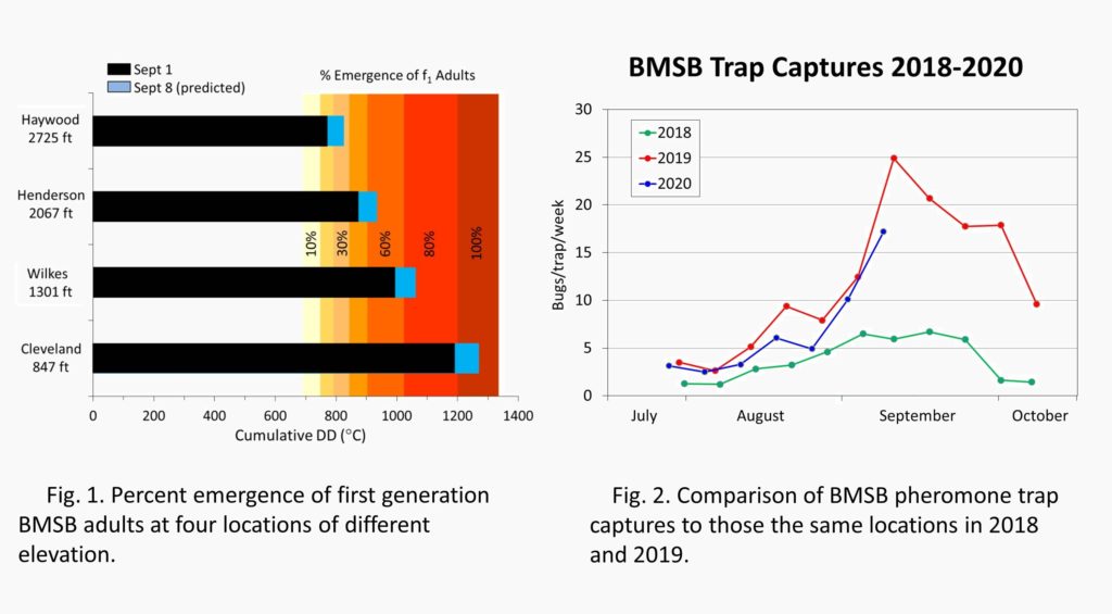 Figure 1: Percent emergence of brown marmorated stink bug in 2020. Figure 2: Brown marmorated stink bug trap captures in 2020 versus 2019 and 2018