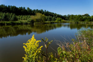 Pond in apple orchard