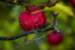 Spider web and apples