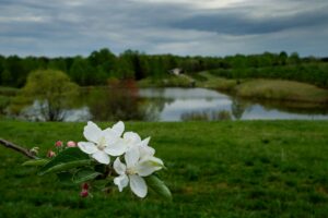 Apple blooms at edge of orchard