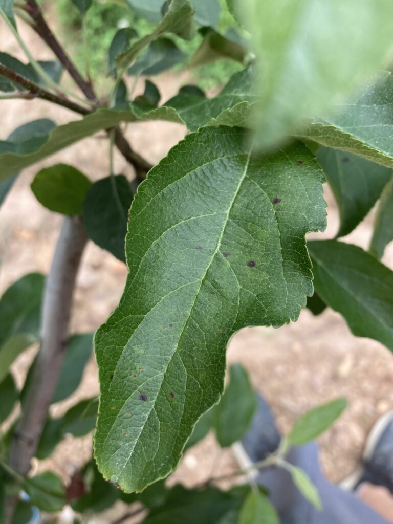Early Symptoms of Glomerella Leaf Spot on Apple Leaf