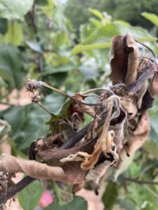 Fire blighted blossoms on apple