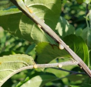 Fire Blight Ooze on Apple