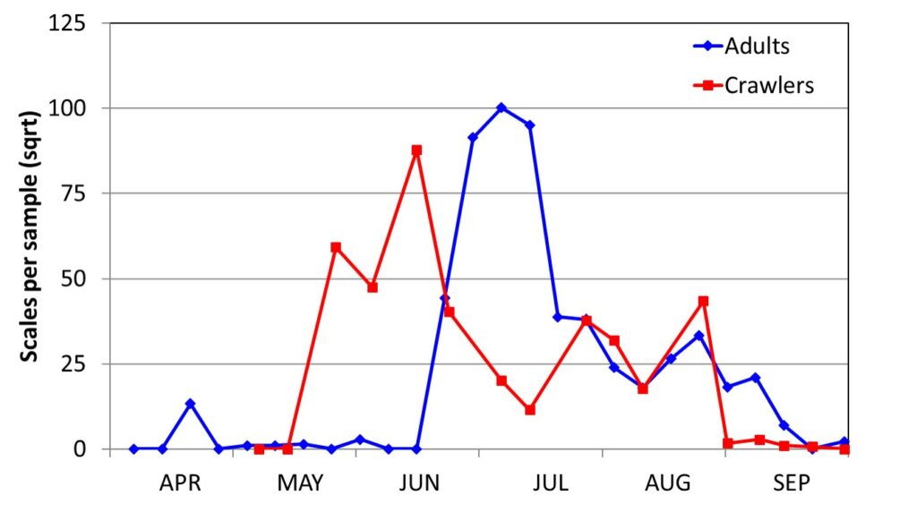 Chart of San Jose scale population trends in 2015