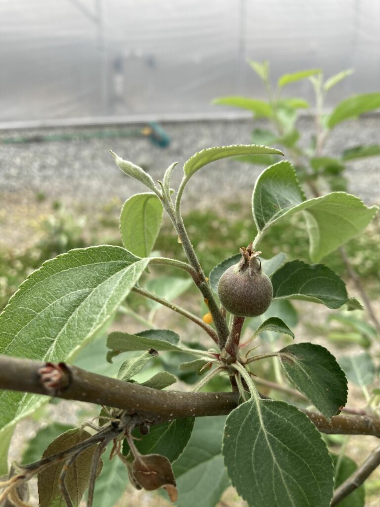 ooze on honeycrisp