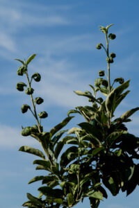 Apple tree shoots damaged by potato leafhopper