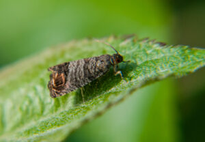 Codling moth