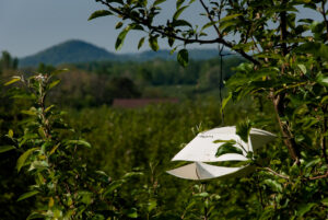 Tufted apple bud moth trap in orchard