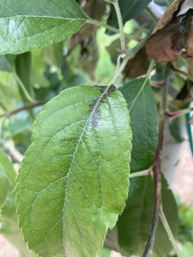 Early symptoms of shoot blight on applet