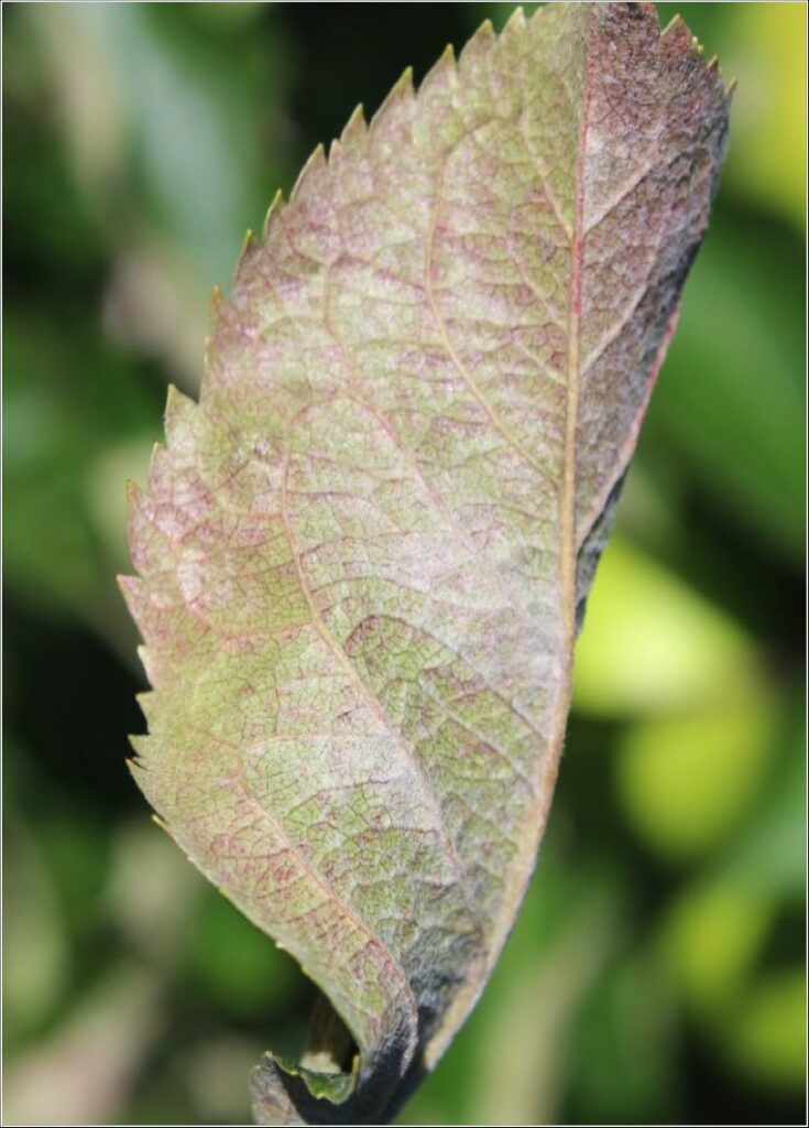 secondary mildew on apple leaf