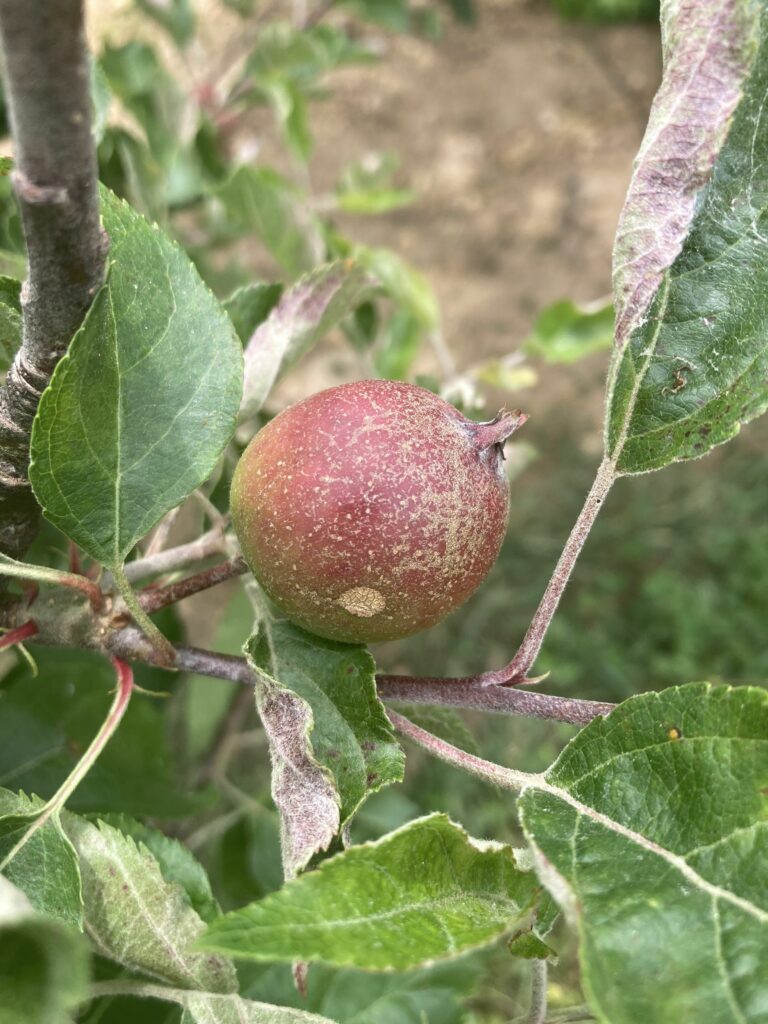 Powdery mildew causing russeting on fruit