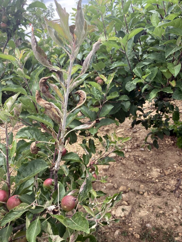 Primary mildew infection on apple shoot