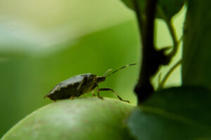 Stink bug on apple