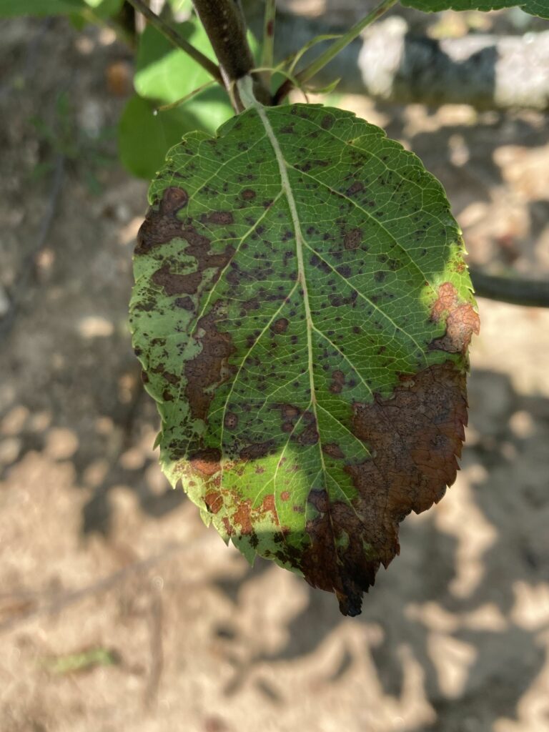 Marssonina leaf blotch apple