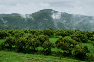 Apple orchard and mountains